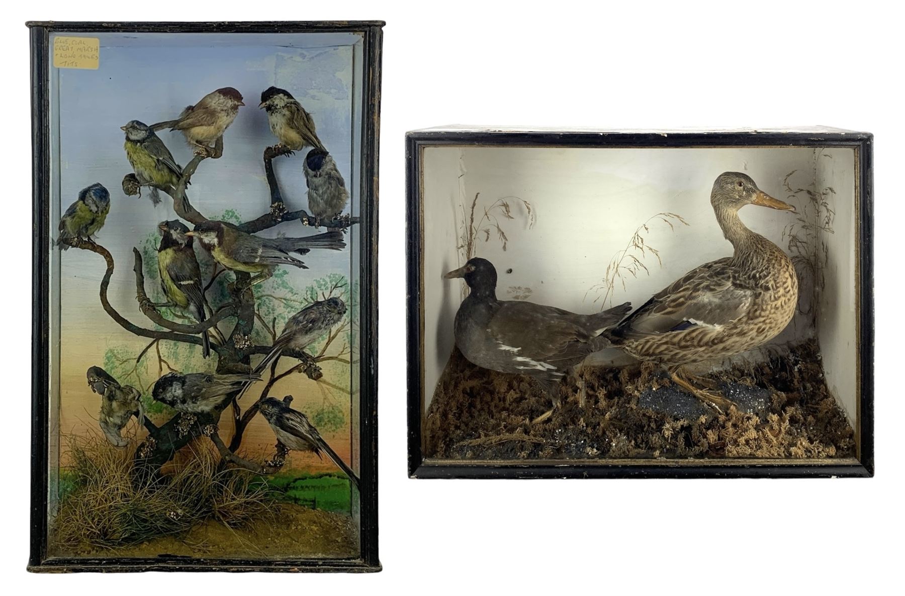 Taxidermy: Cased Moorhen (Gallinula chloropus) and female Mallard Duck (Anas platyrhynchos) and a cased group of British garden birds including Blue Tit, Coal Tit, Great Tit and Long Tailed Tit, both perched on naturalistic bases with painted back boards, in ebonised cases. H42cm, W56cm, D20cm and H46cm, W30cm, D12.5cm (2)