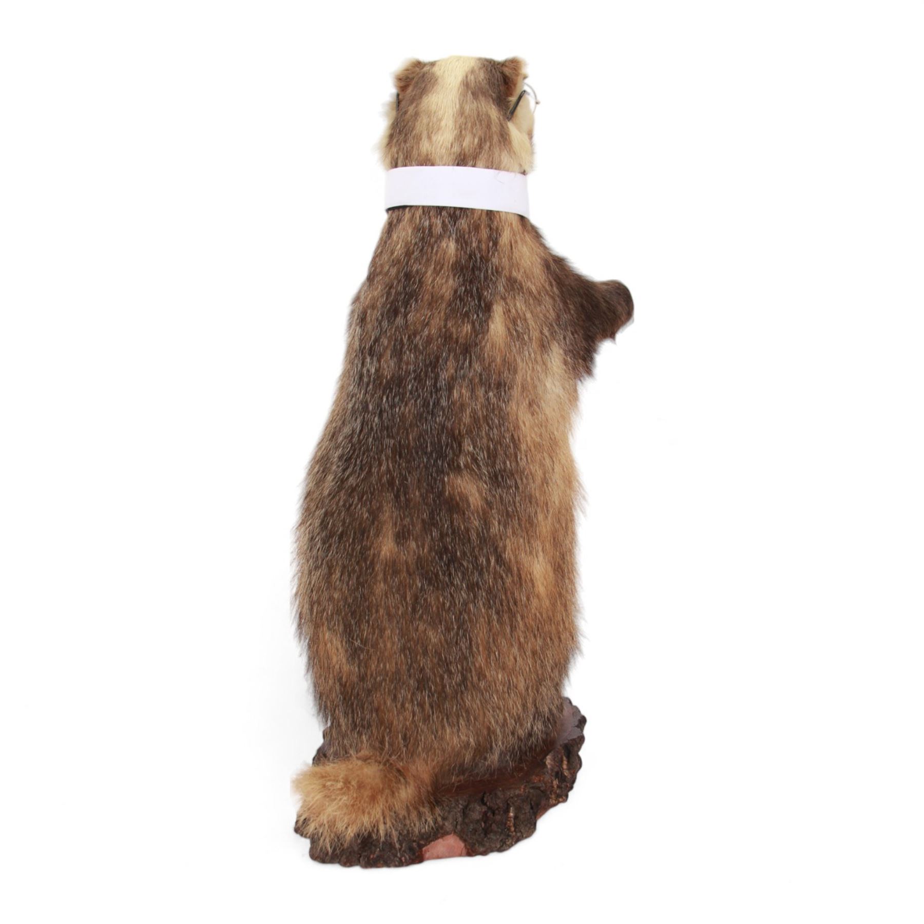 Anthropomorphic Taxidermy: European Badger (Meles meles) stick stand, full adult mount in standing pose, wearing glass, bowtie and cuffs, upon a rustic wooden base, H76cm  