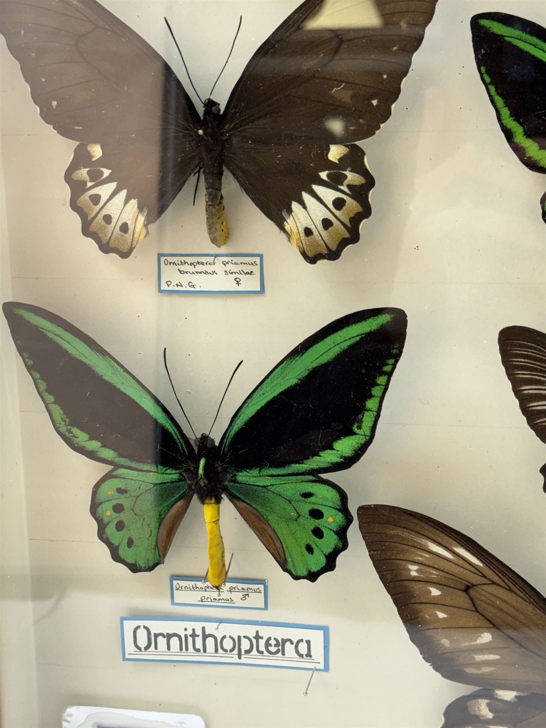 Entomology: Single glazed display of Birdwing (Ornithoptera) butterflies, circa 20th century, single glazed display containing seven various specimens, including Cape York birdwing (Ornithoptera priamus), Rothschild's birdwing (ornithoptera rothschildi), some with attached data labels and name labels, all pinned upon foam backing, enclosed within a glazed entomology drawer, makers label to verso 'Product of J.J Hill & Son, London N.W.10', H45cm, L35cm