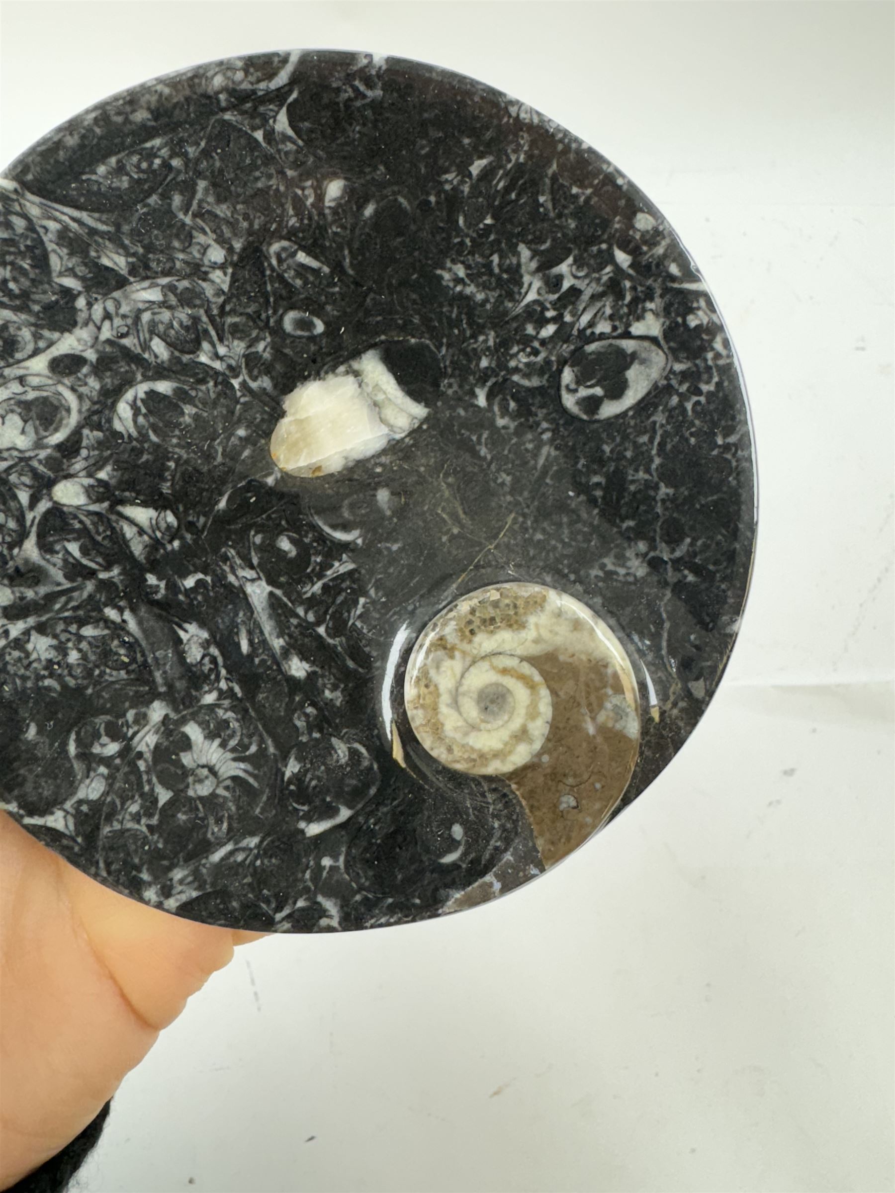 Pair of circular dishes with a raised goniatite and orthoceras and goniatite inclusions, age: Devonian period, location: Morocco, D11cm