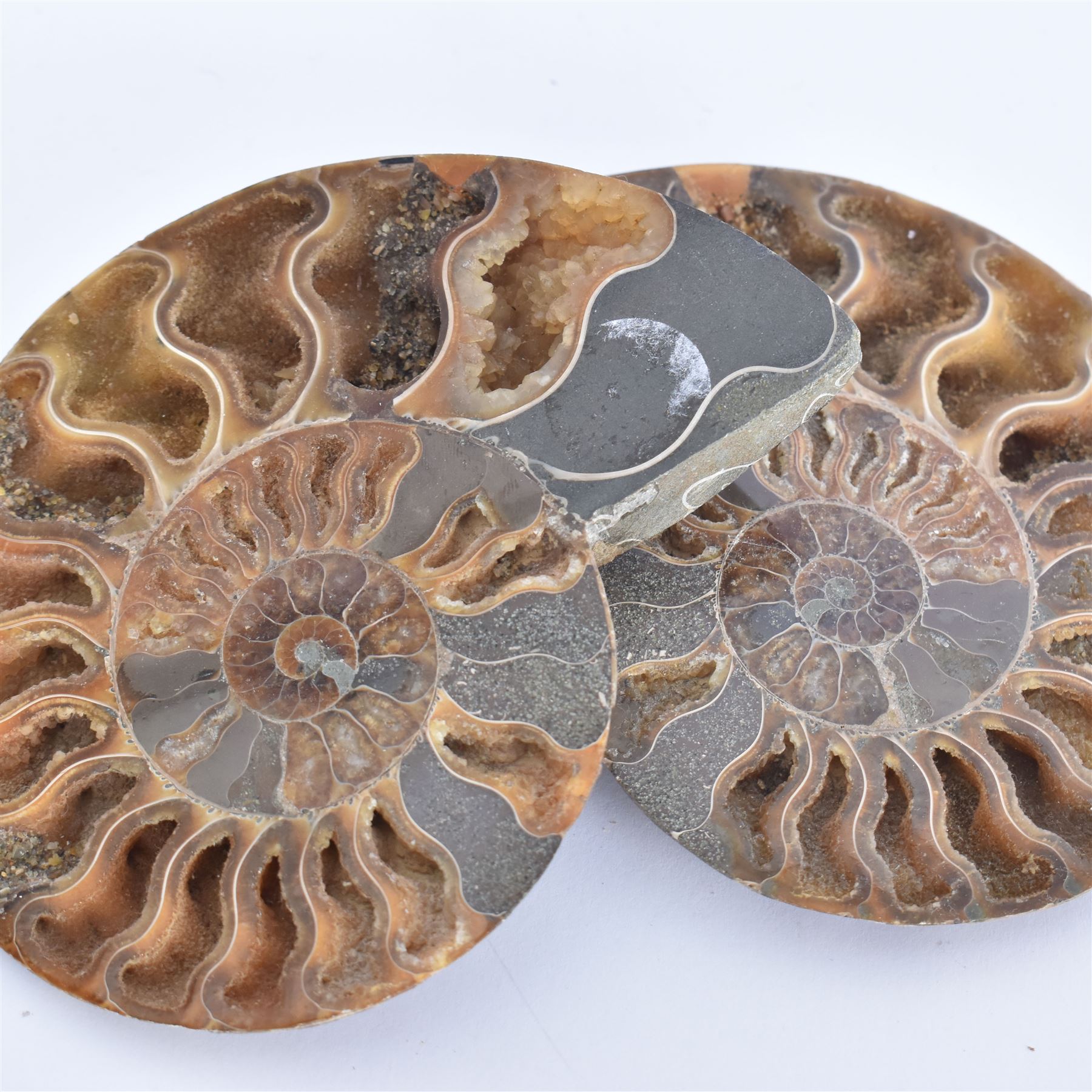 Pair of Cleoniceras ammonite fossil slices, with polished finish, age: Cretaceous period, location: Madagascar, D12cm