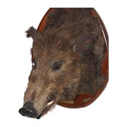 Taxidermy: European Wild Boar (Sus scrofa), adult male shoulder mount looking straight ahead mouth agape, mounted upon a wooden shield, the shield with brass plaque engraved Herbeumont (Tete ma Bourique) 19 Nov 1901, H66cm