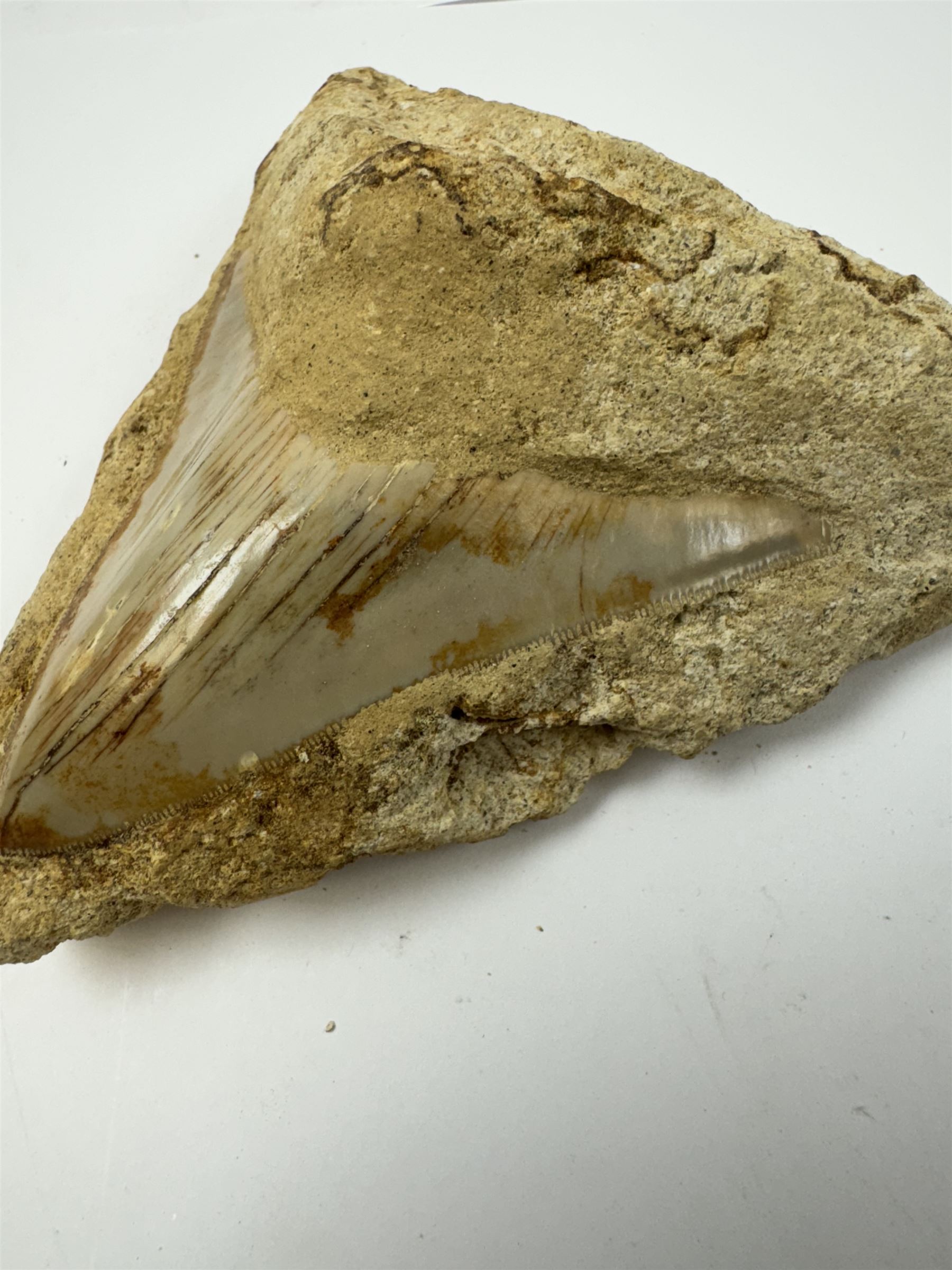 Megalodon (Otodus Megalodon) tooth fossil, with fine serrations, in matrix age; Miocene period location; Java, Indonisia, H12cm, W12cm 
Notes; Believed to have grown as large as 18 metres, the Megalodon was the largest shark and one of the most dominant marine predators ever to have existed. It roamed the ancient seas for around 20 million years until their extinction around 3.6 million years ago. Megalodon teeth vary in colour and ton. influenced and coloured over the millennia by the conditions in which they are preserved