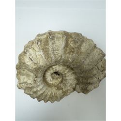 Ammonite fossil, age; Cretaceous period, location; Morocco, W20cm