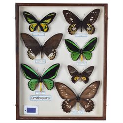 Entomology: Single glazed display of Birdwing (Ornithoptera) butterflies, circa 20th century, single glazed display containing seven various specimens, including Cape York birdwing (Ornithoptera priamus), Rothschild's birdwing (ornithoptera rothschildi), some with attached data labels and name labels, all pinned upon foam backing, enclosed within a glazed entomology drawer, makers label to verso 'Product of J.J Hill & Son, London N.W.10', H45cm, L35cm