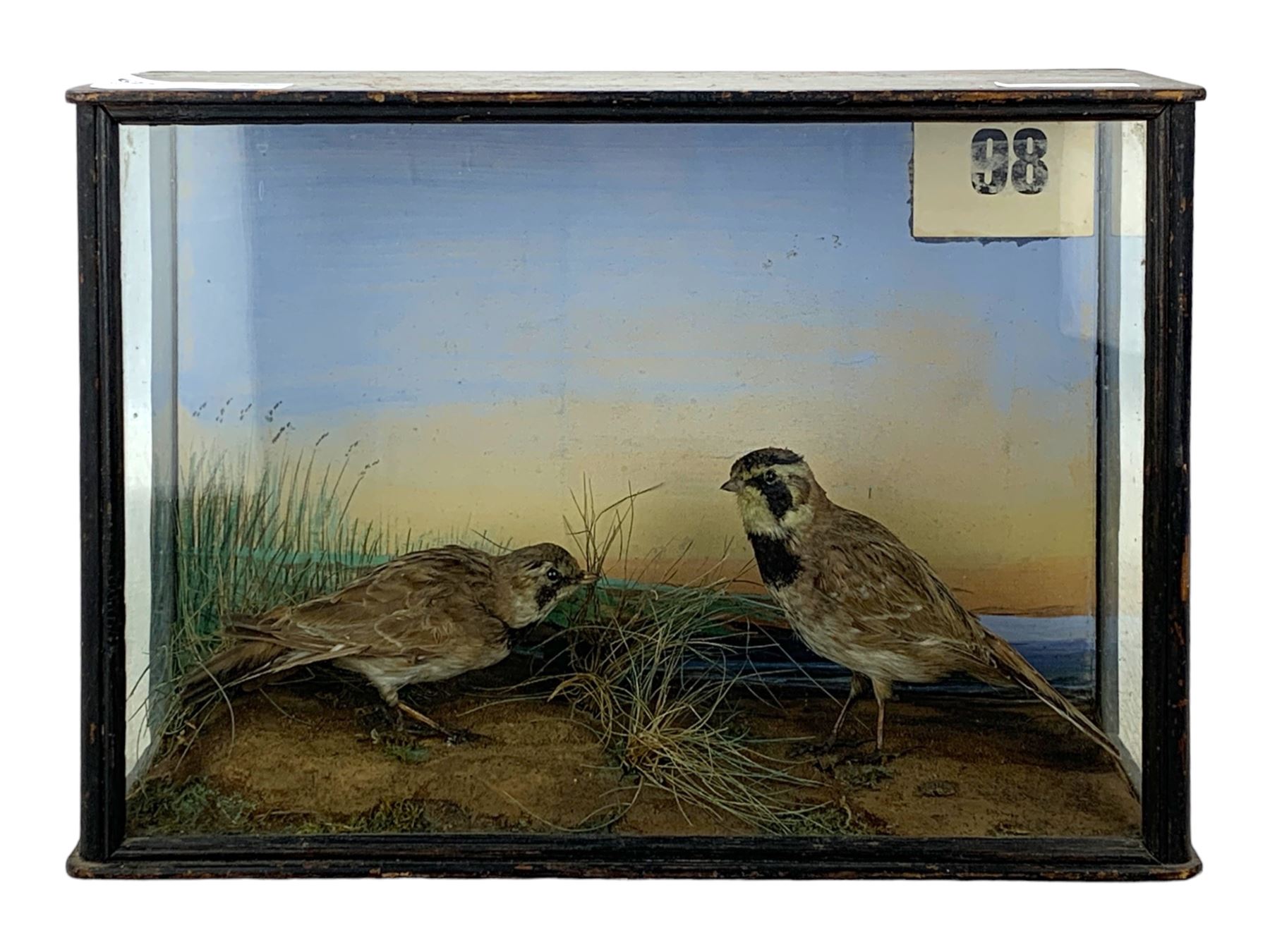 Taxidermy: Cased pair of shore larks (Eremophila alpestris), pair of male and female full mounts male and female, stood on rock work and set against a pale blue painted back board, in ebonised case. H26cm, W38cm, D13.5cm