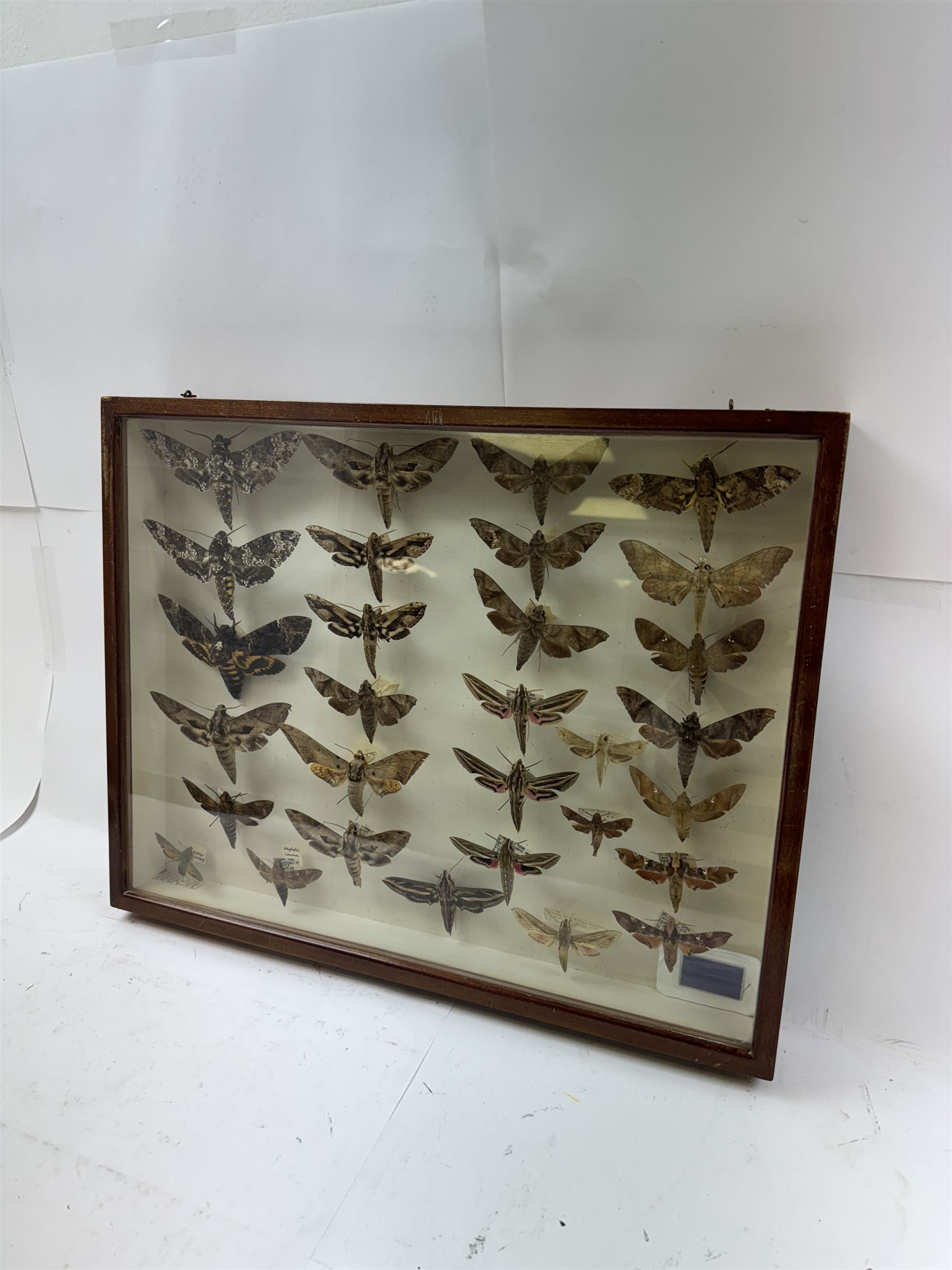 Entomology: Single glazed display of Hawk (Sphingidae) moths, circa 20th century, single glazed display containing thirty various specimens, maily with attached data labels, all pinned upon foam backing and named labels, enclosed within a glazed entomology drawer,  H35cm, L45cm