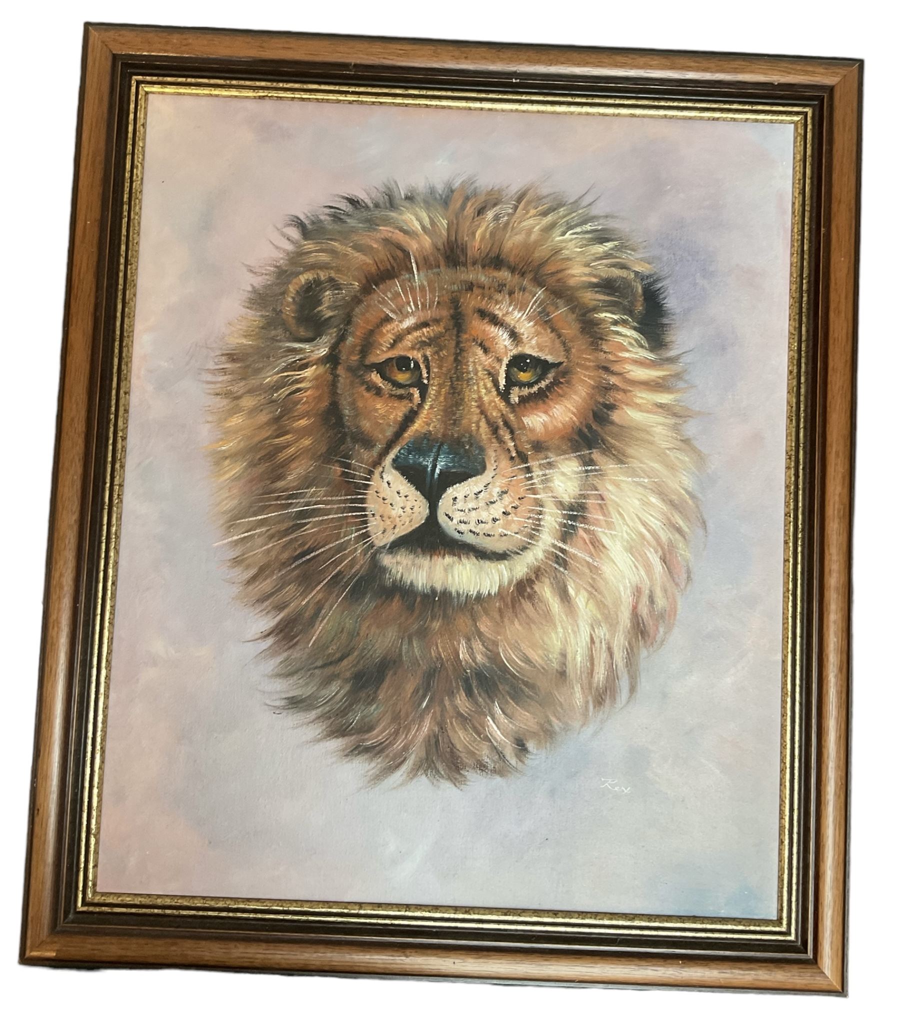 Oil on canvas of a Lion signed 'Rex' 60cm x 50cm