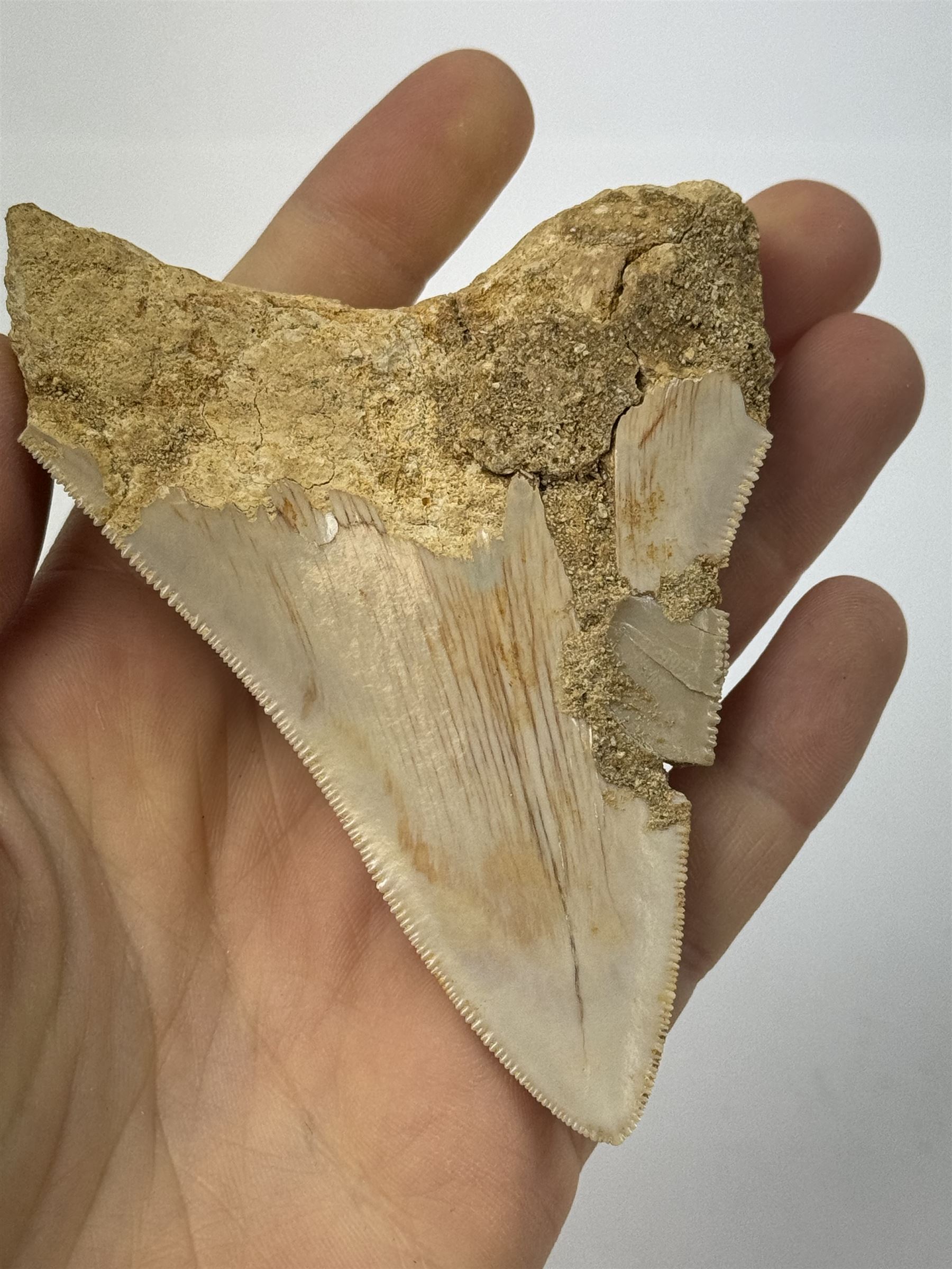 Megalodon (Otodus Megalodon) tooth fossil, with fine serrations, age; Miocene period location; Java, Indonisia, H9cm, W7cm 
Notes; Believed to have grown as large as 18 metres, the Megalodon was the largest shark and one of the most dominant marine predators ever to have existed. It roamed the ancient seas for around 20 million years until their extinction around 3.6 million years ago. Megalodon teeth vary in colour and ton. influenced and coloured over the millennia by the conditions in which they are preserved