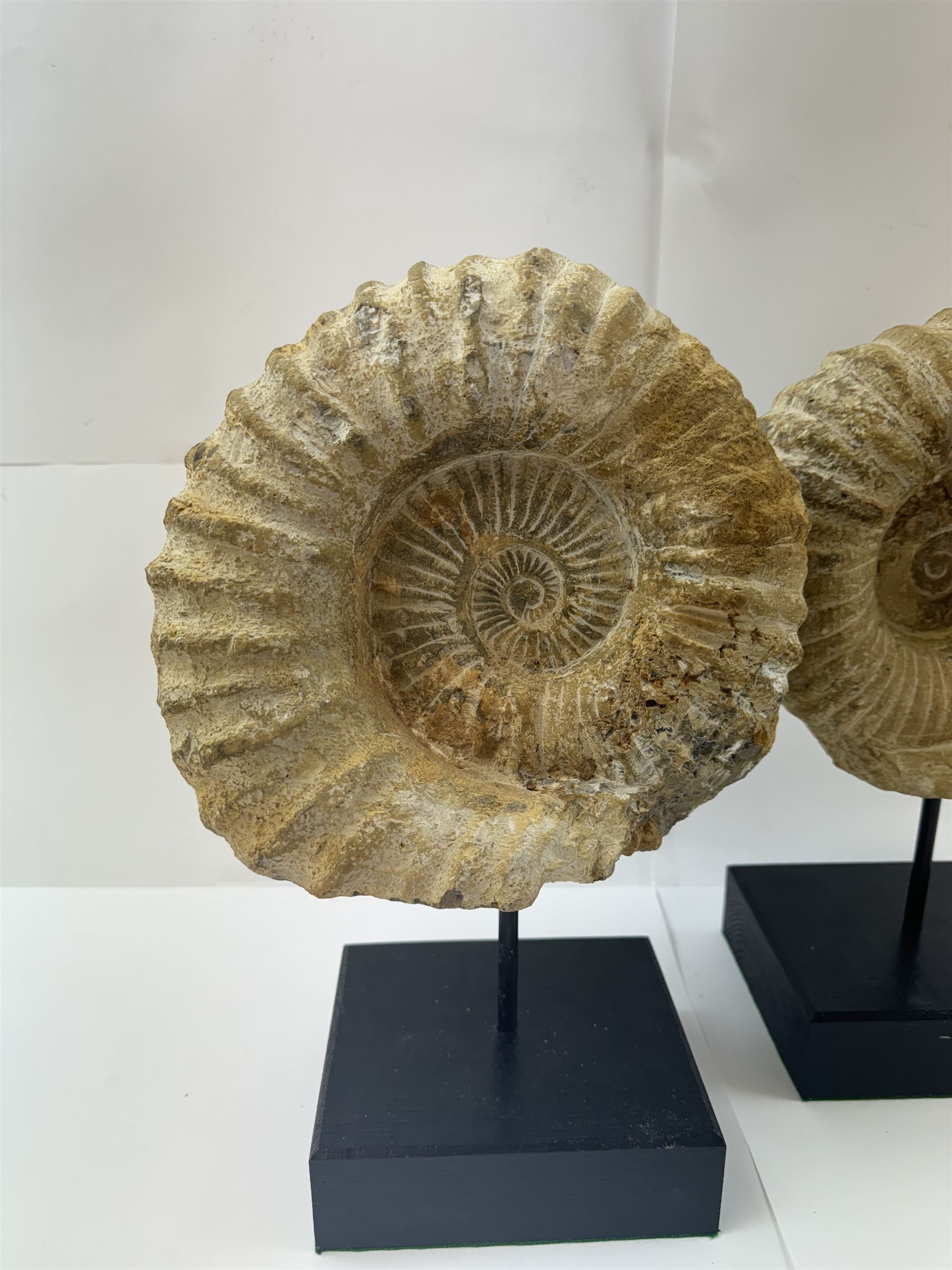 Pair of large ammonite fossil, mounted upon a rectangular wooden base, age; Cretaceous period, location; Morocco, H37cm