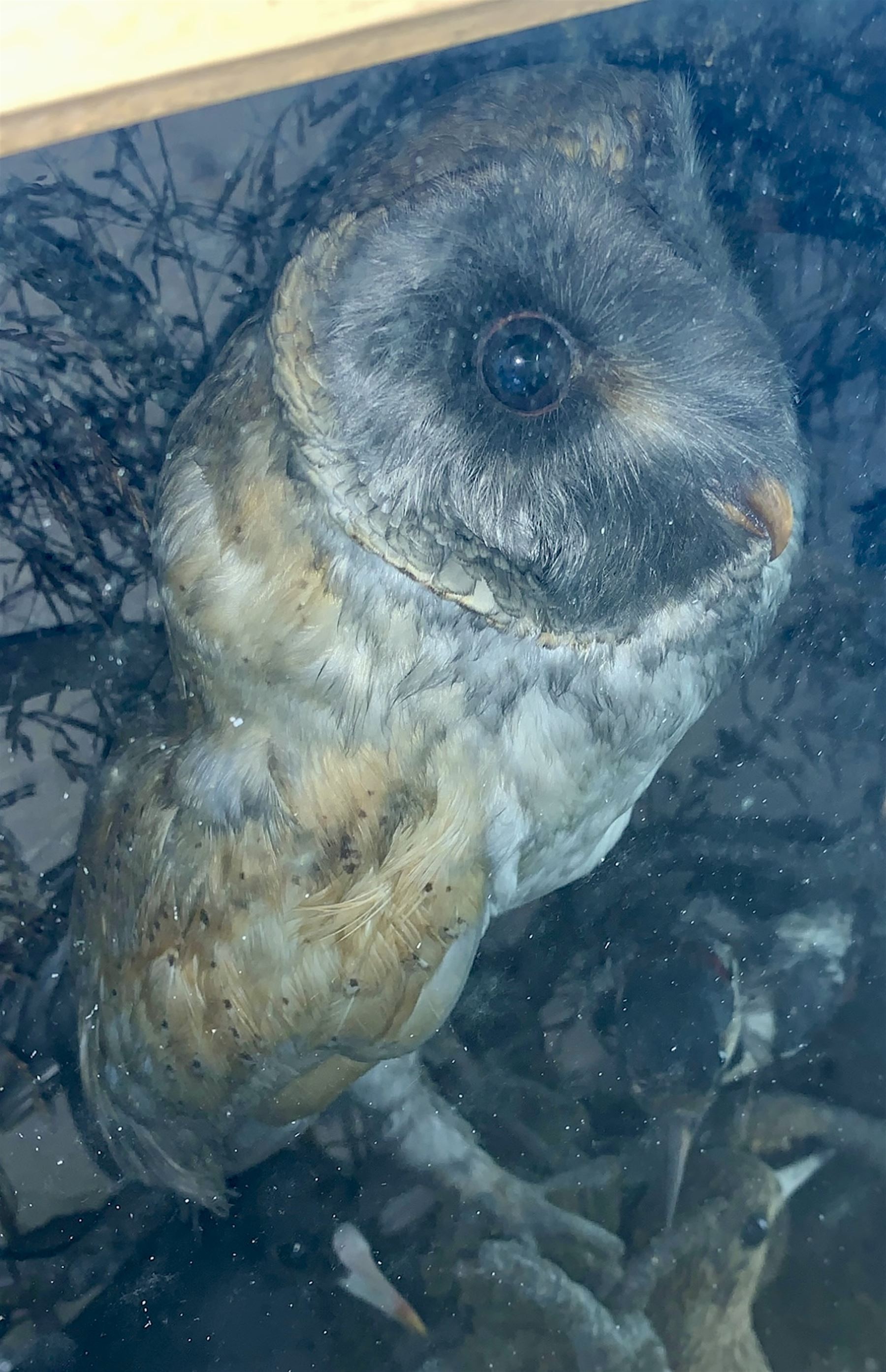 Taxidermy: Late 19th/early 20th century cased display of British and exotic birds, including Barn Owl, Common Woodpecker, White Throated Dipper, Kingfisher, Finches, Humming birds, etc, full mounts perched on branches, in a hinged display case. H61cm, W66cm, D25cm