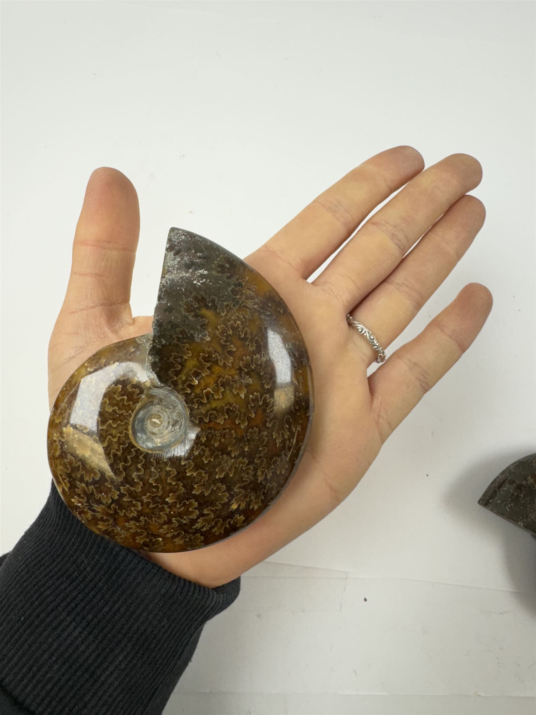 Two Cleoniceras ammonite fossils, with polished finish, age: Cretaceous period, location: Madagascar, D9cm