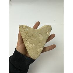 Large Megalodon (Otodus Megalodon) tooth fossil, with fine serrations in a matrix, age; Miocene period location; Java, Indonisia, H10cm, W11cm 
Notes; Believed to have grown as large as 18 metres, the Megalodon was the largest shark and one of the most dominant marine predators ever to have existed. It roamed the ancient seas for around 20 million years until their extinction around 3.6 million years ago. Megalodon teeth vary in colour and ton. influenced and coloured over the millennia by the conditions in which they are preserved