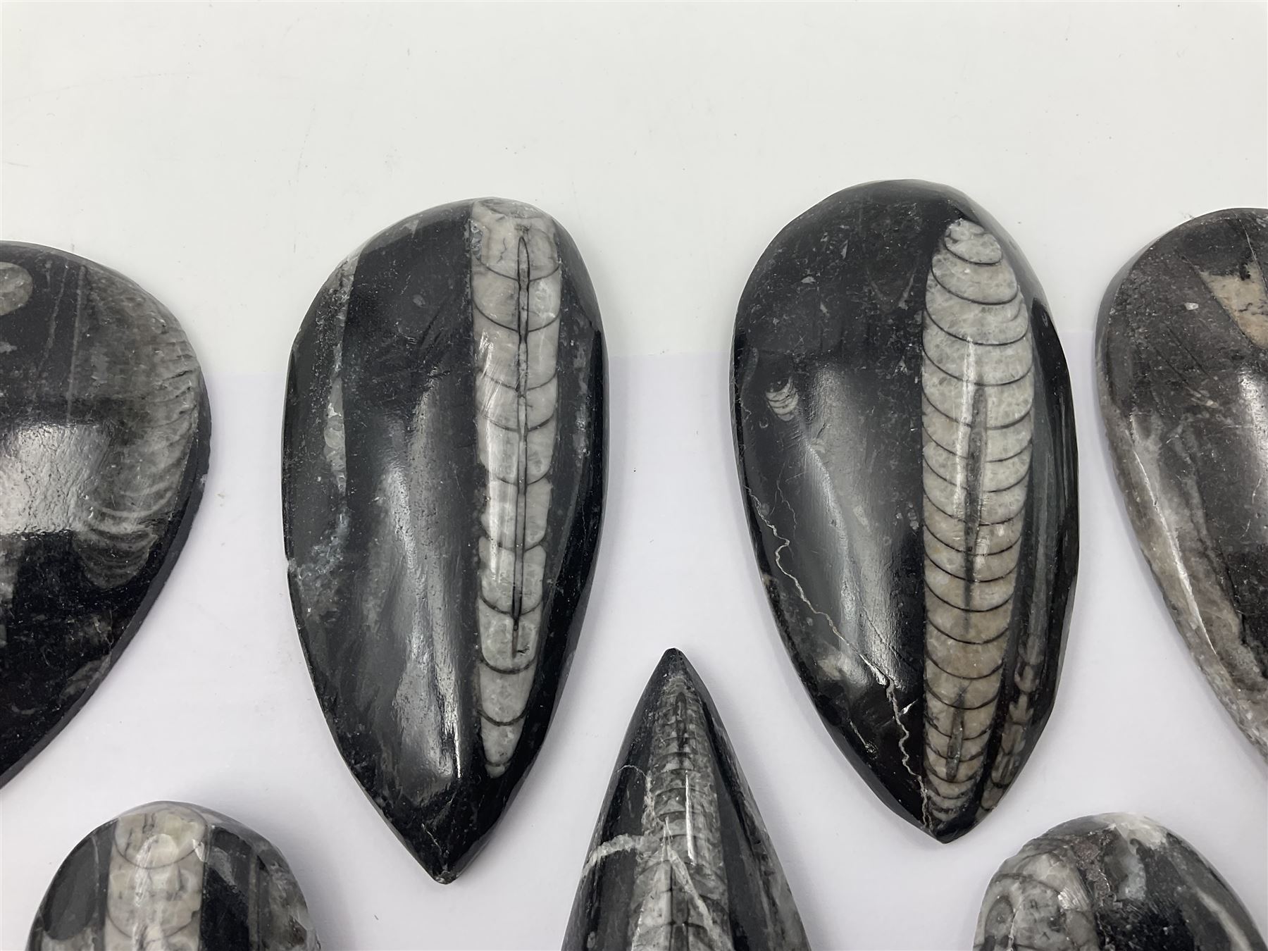 Ten individual polished orthoceras fossils, age; Devonian period, location; Morocco, largest L13cm, W4cm