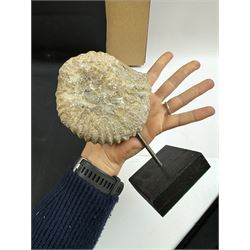 Ammonite fossil, mounted upon a rectangular wooden base, age; Cretaceous period, location; Morocco, H18cm