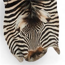 Skins/hides: Zebra skin (Equus Quagga), adult flank hide with head, tail and shortened limbs   L266cm 