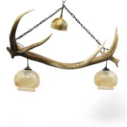 Red stag chandelier, the single antler with two hanging lamps with glass shades, L103cm 