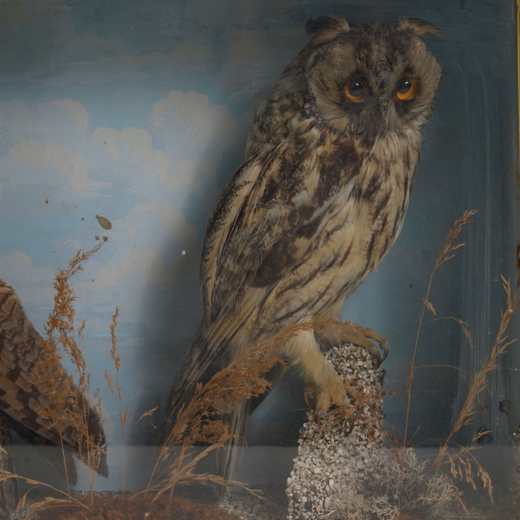 Taxidermy: Victorian pair of long-eared owls (Asio Otus), full mounts, painted backboard in glazed display case, 53cm x 38cm x 19cm