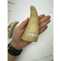 Two 19th century scrimshaw whale tooth, the first depicting a erotic scene, the second depicting Tom Paine, largest L11cm 