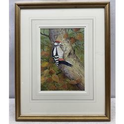 Richard Robjent (British 1937-): 'Great Spotted Woodpecker', watercolour signed, titled and dated 2000 verso 25cm x 18cm