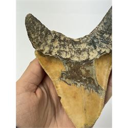 Large Megalodon (Otodus Megalodon) tooth fossil, with fine serrations, age; Miocene period location; Java, Indonisia, H11cm, W9.5cm 
Notes; Believed to have grown as large as 18 metres, the Megalodon was the largest shark and one of the most dominant marine predators ever to have existed. It roamed the ancient seas for around 20 million years until their extinction around 3.6 million years ago. Megalodon teeth vary in colour and ton. influenced and coloured over the millennia by the conditions in which they are preserved