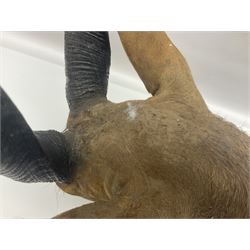 Taxidermy: Cape Bushbuck (Tragelaphus sylvaticus), an adult shoulder mount looking straight ahead, H80cm