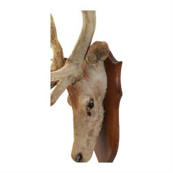 Taxidermy; Red Deer (Cervus elaphus), adult male, the antlers 'in velvet', upon a wooden shield, H85cm