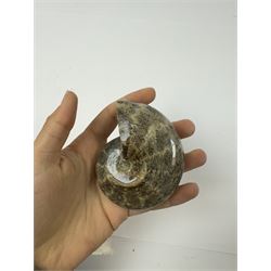 Two Cleoniceras ammonite fossils, with polished finish, age: Cretaceous period, location: Madagascar, D8cm