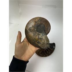 Pair of Cleoniceras ammonite fossil slices, with polished finish, age: Cretaceous period, location: Madagascar, D14cm