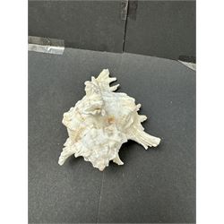 Conchology: two large pieces of coral, three sea urchin shells, conch shells, and others 