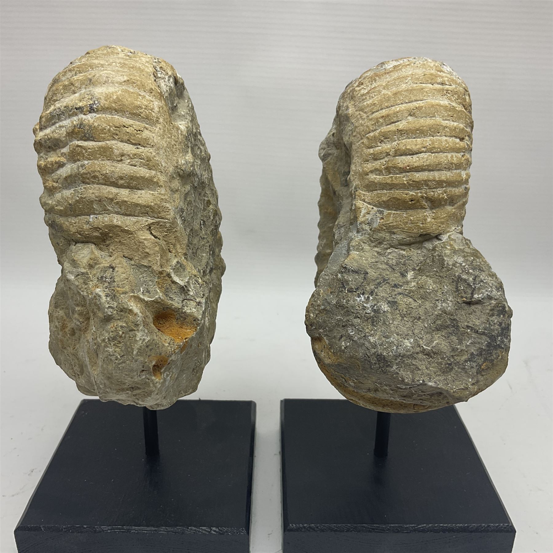 Pair Of Ammonite Fossils Each Individually Mounted Upon A Rectangular