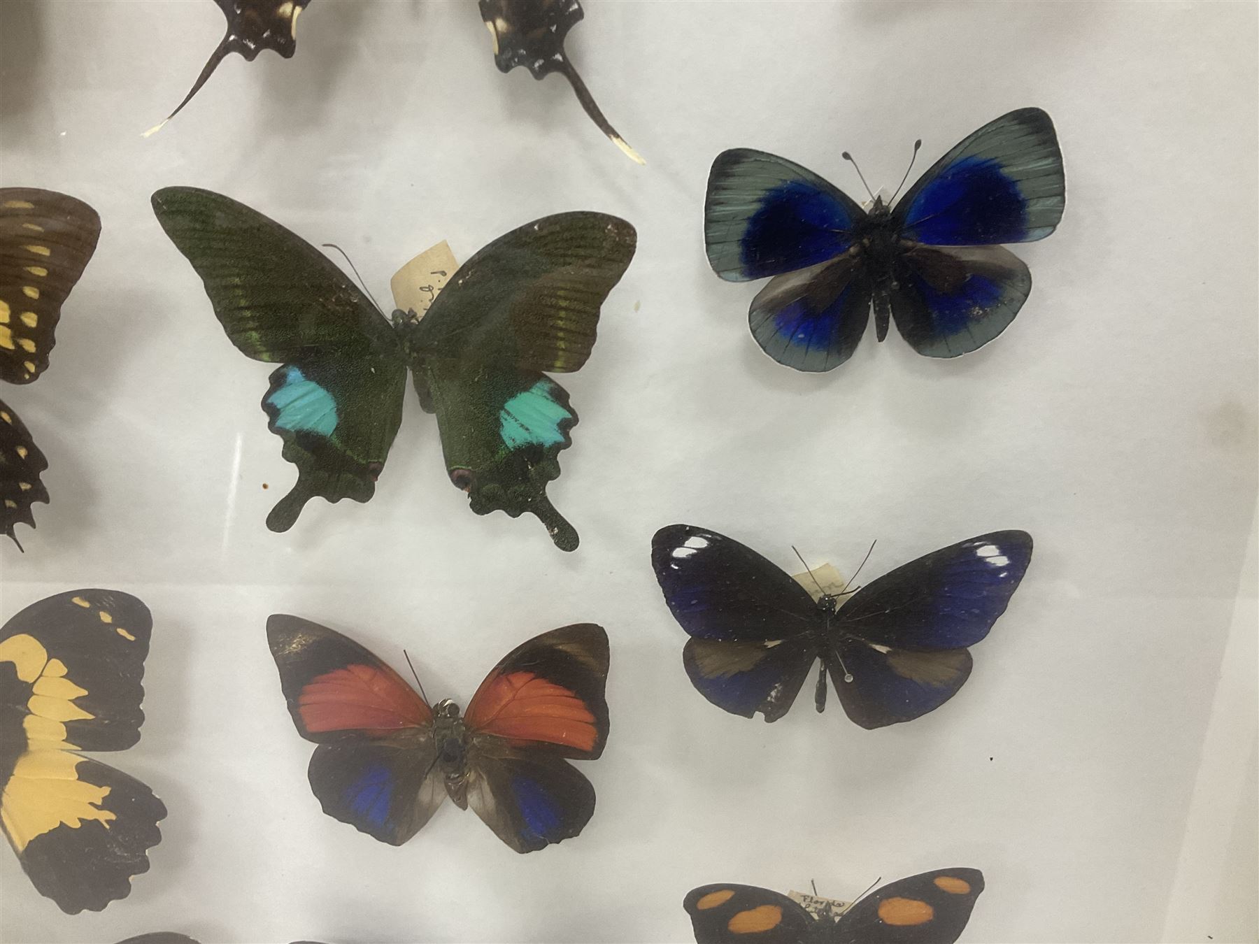 Entomology: Single glazed display of butterflies and moths, single glazed display containing twenty four specimens, including Papilip nireus, Papioio protenor, Morpho rhentenor, Vindula dejone etc, enclosed within a glazed entomology case, H50cm, W61cm