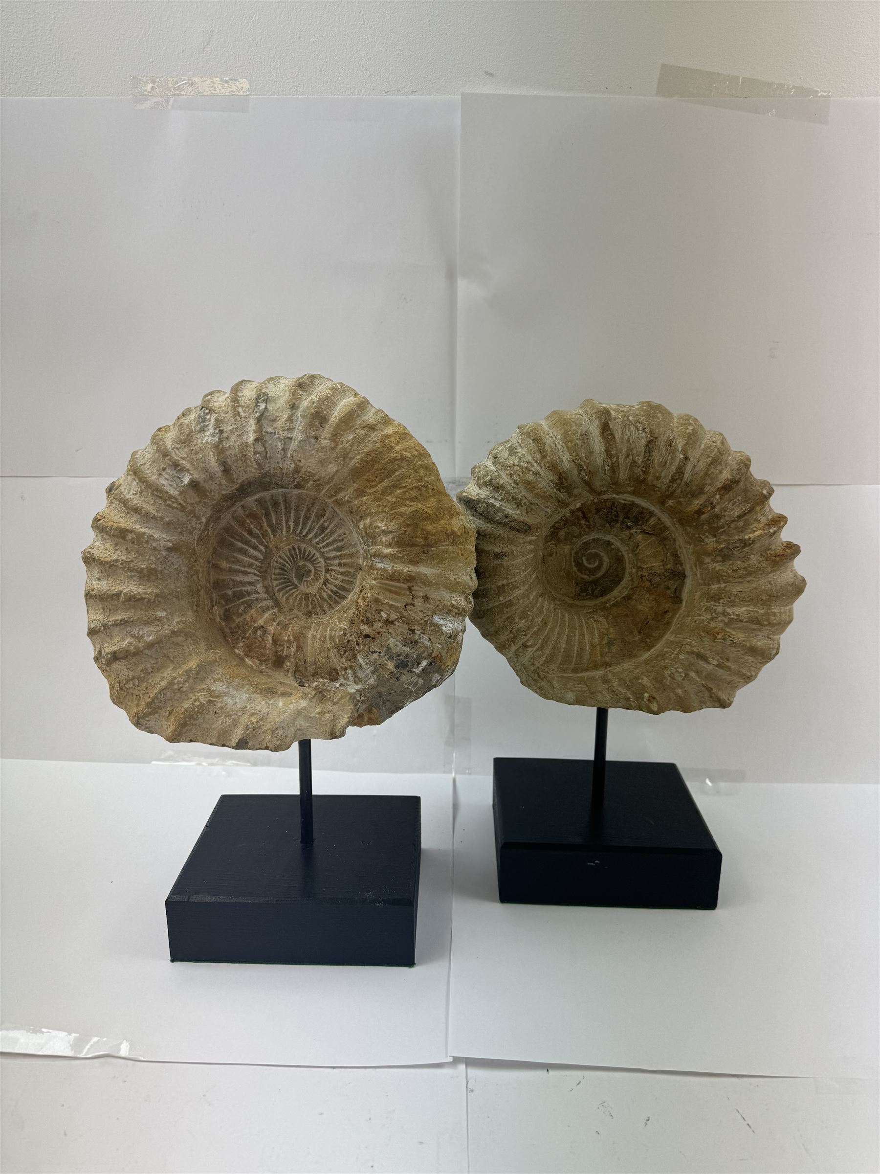 Pair of large ammonite fossil, mounted upon a rectangular wooden base, age; Cretaceous period, location; Morocco, H37cm