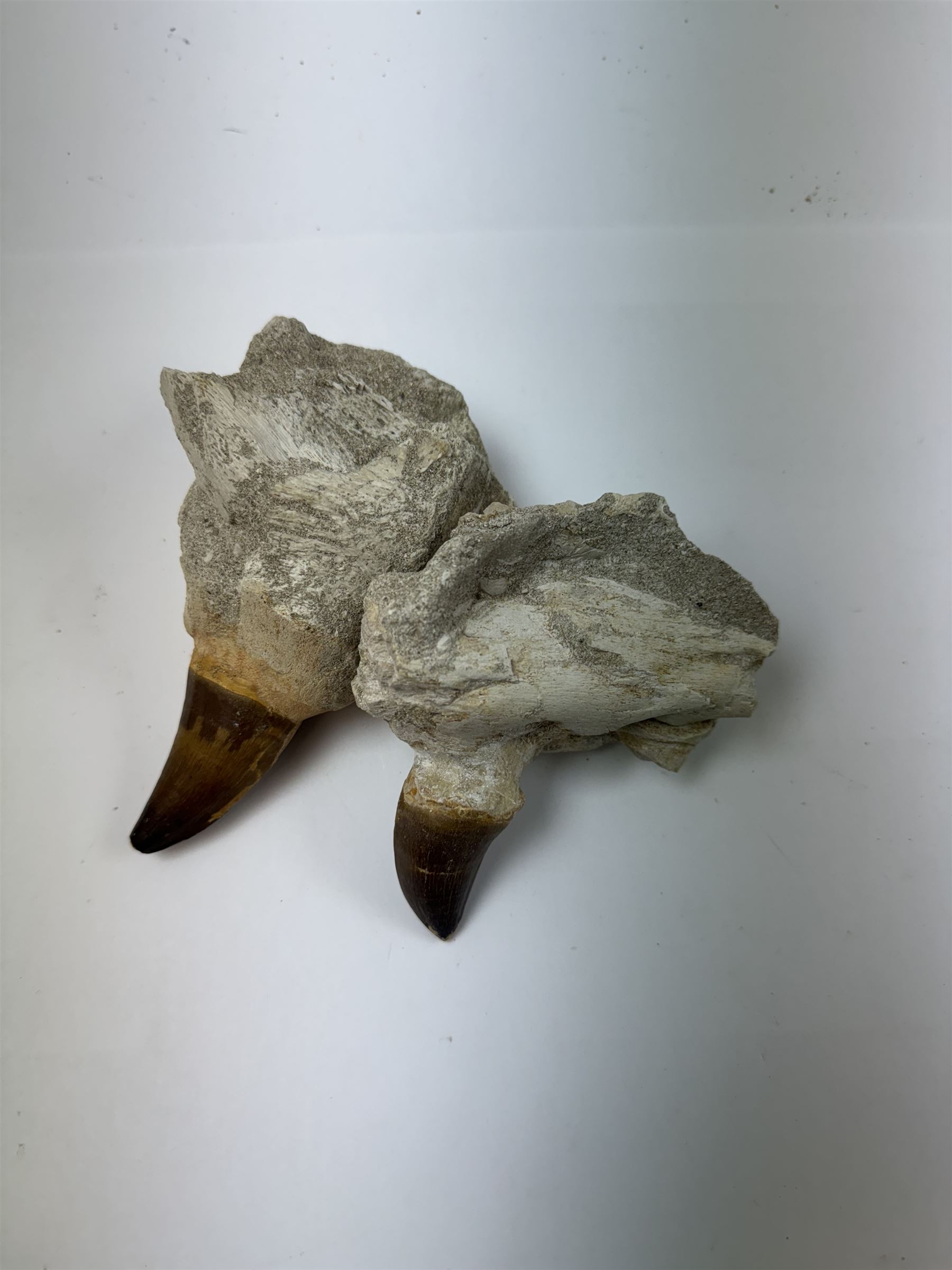 Two Mosasaur prognathodon teeth, each in an individual matrix, largest H14cm 