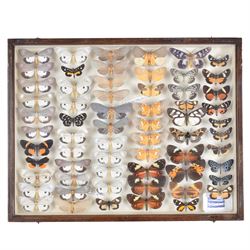 Entomology: Single glazed display of moths, circa 20th century, single glazed display containing sixty three various specimens, mainly Arctidae (Tiger) moths, some with attached data labels, all pinned upon foam backing and named labels, enclosed within a glazed entomology drawer, makers label to verso 'Product of J.J Hill & Son, London N.W.10', H35cm, L45cm