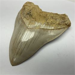 Large Megalodon (Otodus Megalodon) tooth fossil, with fine serrations, age; Miocene period, H11.5cm, W9cm

Notes; Believed to have grown as large as 18 metres, the Megalodon was the largest shark and one of the most dominant marine predators ever to have existed. It roamed the ancient seas for around 20 million years until their extinction around 3.6 million years ago.  Megalodon teeth vary in colour and ton. influenced and coloured over the millennia by the conditions in which they are preserved