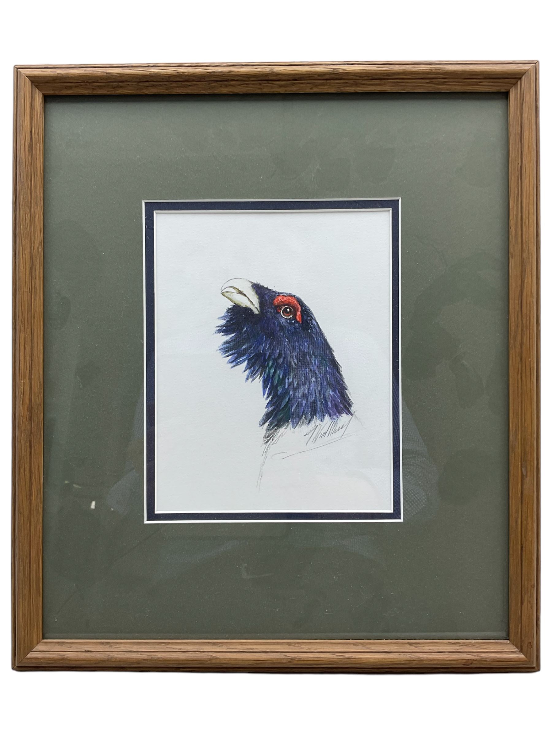 Timothy Niall-Harris: Capercaillie, watercolour signed 16cm x 20cm