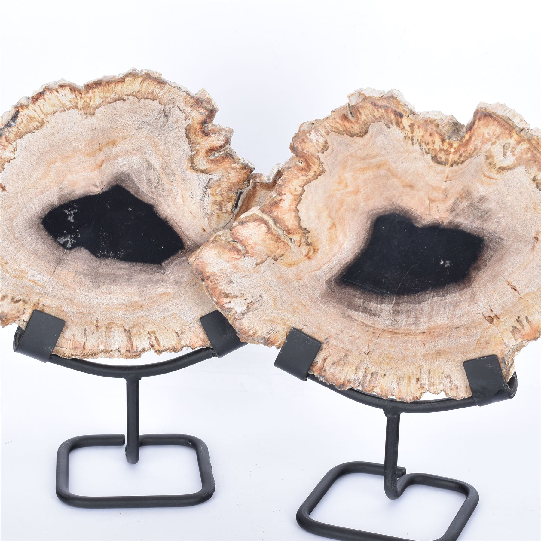 Pair of polished petrified wood slices, sliced in cross-section and polished to both sides, some growth rings still visible and a blackened centre, texture to edges, upon metal stands, H19cm