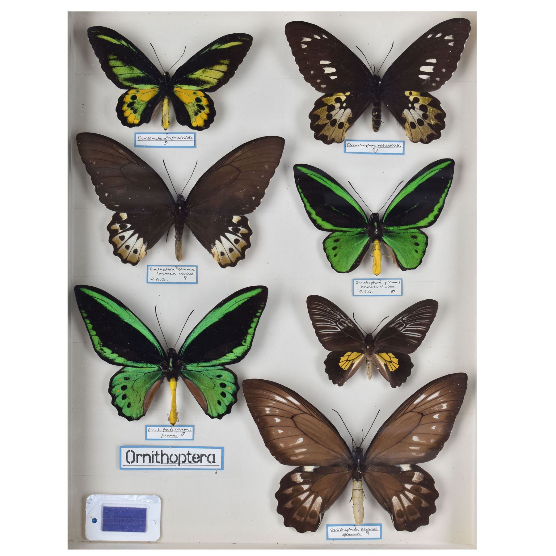 Entomology: Single glazed display of Birdwing (Ornithoptera) butterflies, circa 20th century, single glazed display containing seven various specimens, including Cape York birdwing (Ornithoptera priamus), Rothschild's birdwing (ornithoptera rothschildi), some with attached data labels and name labels, all pinned upon foam backing, enclosed within a glazed entomology drawer, makers label to verso 'Product of J.J Hill & Son, London N.W.10', H45cm, L35cm