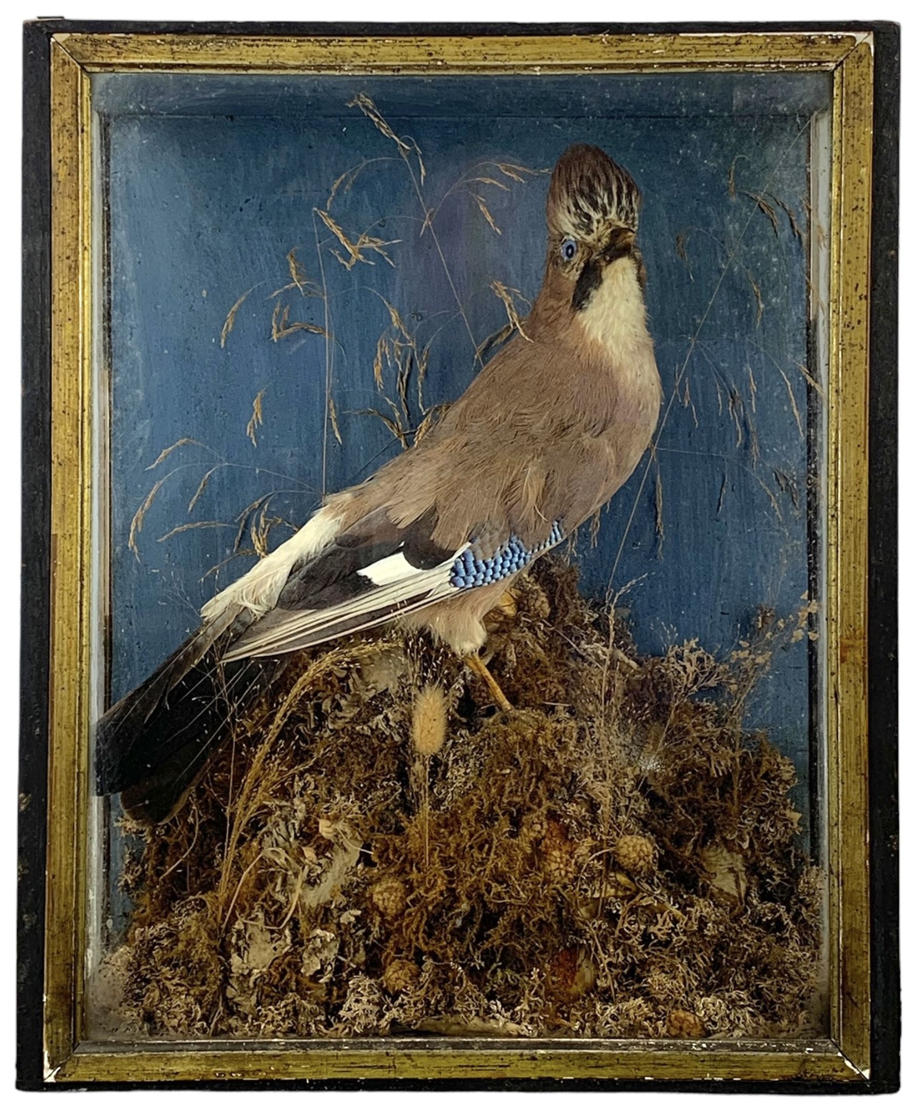 Taxidermy: Cased Ring Ouzel (Turdus torquatus) and a cased Eurasian jay (Garrulus glandarius), both full mounts perched on naturalistic grounds and set against a pale blue painted back board, in ebonised cases. H29cm, W27.5cm, D11.5cm and H41.5cm, W34.5cm, D16cm (2)