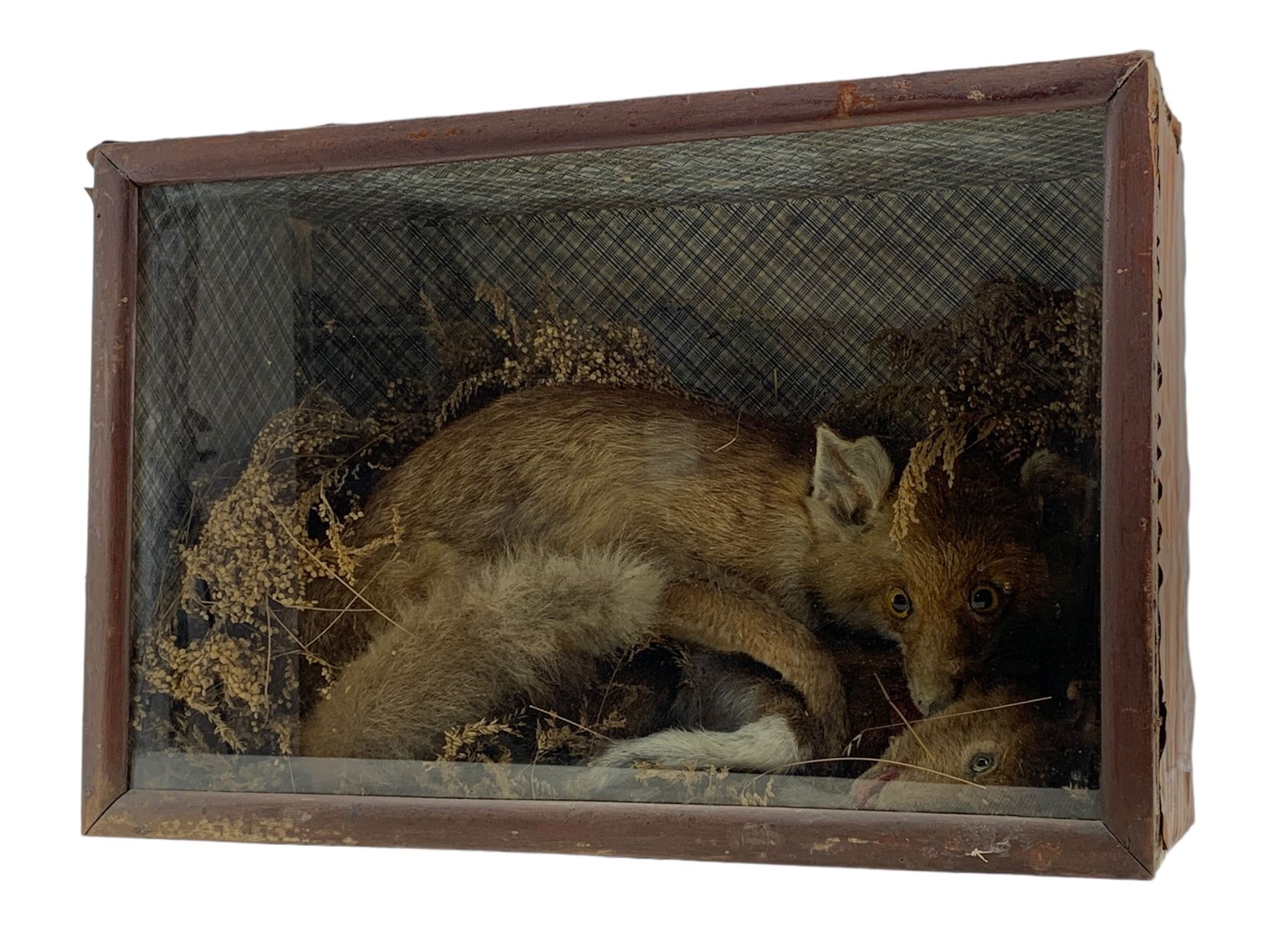 Taxidermy: Cased diorama Red Fox (Vulpes vulpes) with goat kit kill, full mount on a naturalistic ground, set against a patterned back board. H41cm, W61cm, D23.5cm