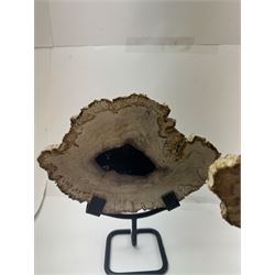 Pair of polished petrified wood slices, sliced in cross-section and polished to both sides, some growth rings still visible and a blackened centre, texture to edges, upon metal stands, H19cm