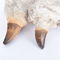 Two Mosasaur prognathodon teeth, each in an individual matrix, largest H14cm 