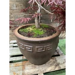 Large glazed planter with acer tree - THIS LOT IS TO BE COLLECTED BY APPOINTMENT FROM DUGGLEBY STORAGE, GREAT HILL, EASTFIELD, SCARBOROUGH, YO11 3TX