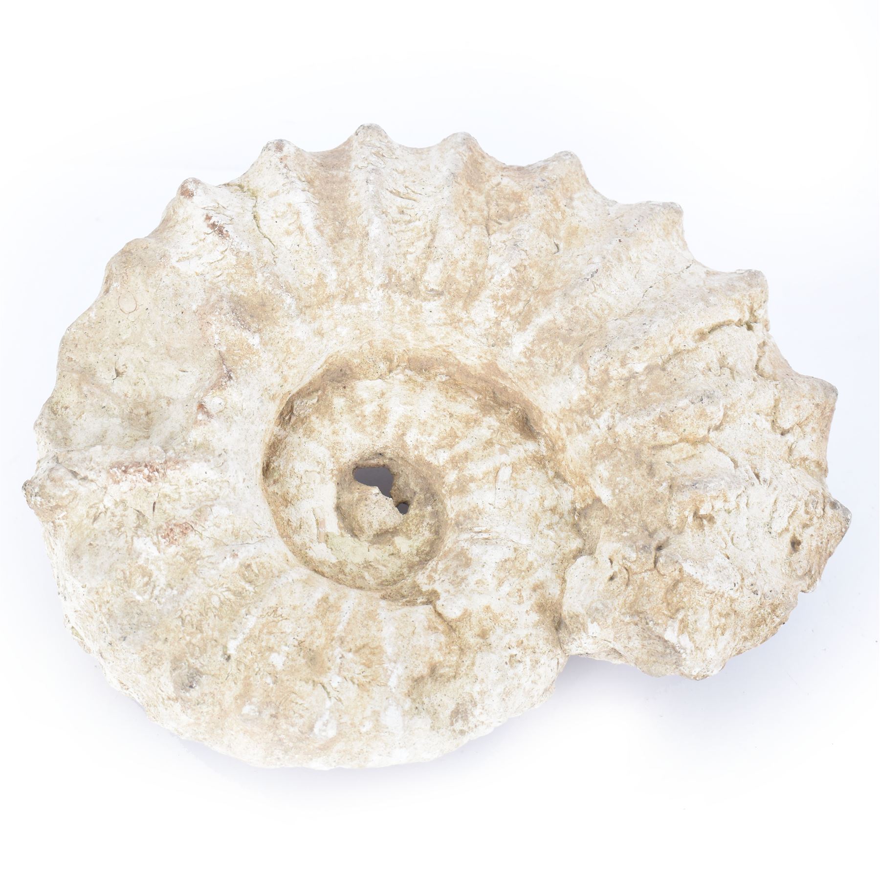 Ammonite fossil, age; Cretaceous period, location; Morocco, W20cm