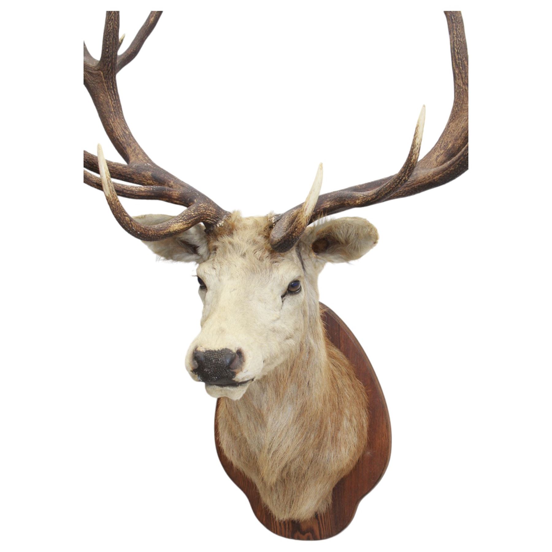 Taxidermy: Monarch Red Deer (Cervus elaphus), a large monarch stag shoulder mount looking straight ahead, 18 points (9+9), mounted upon a shaped oak shield