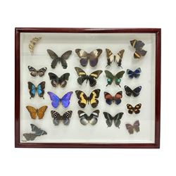 Entomology: Single glazed display of butterflies and moths, single glazed display containing twenty four specimens, including Papilip nireus, Papioio protenor, Morpho rhentenor, Vindula dejone etc, enclosed within a glazed entomology case, H50cm, W61cm