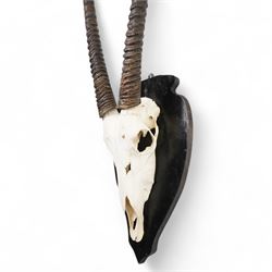 Antlers/horns: Pair of Oryx Gemsbok (Oryx Gazella) horns upon partial skull, mounted upon an ebonised wooden shield H125cm 