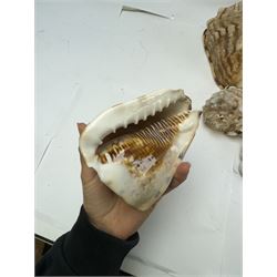 Conchology: selection of shells, including mother of pearl Turbo Marmaratus shell, Conch shells, Triton shell etc 