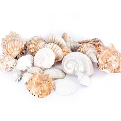 Conchology: selection of shells, including mother of pearl Turbo Marmaratus shell, Conch shells, Triton shell etc 